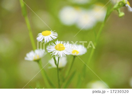 flower world_158 17230320