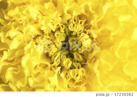 flower world_181 flower world_181 17230362