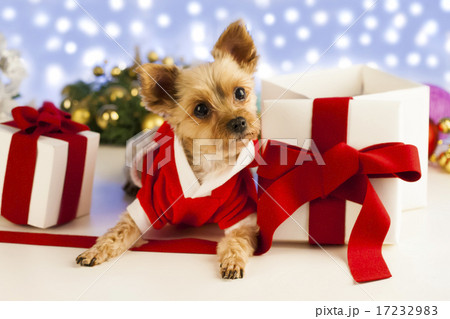 [PHO199] Christmas 074 17232983