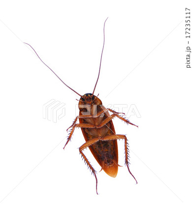 Cockroach Cockroach 17235117
