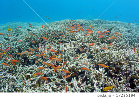 綺麗な枝サンゴと熱帯魚の写真素材