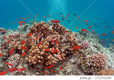 綺麗なサンゴと熱帯魚の写真素材