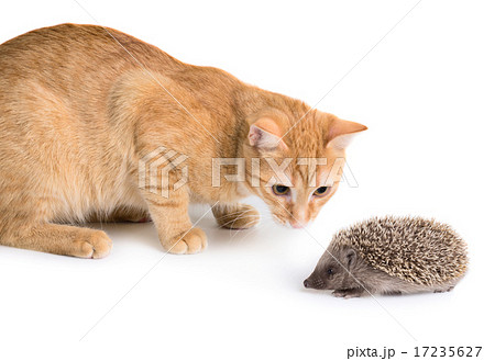 Cat and hedgehog 17235627