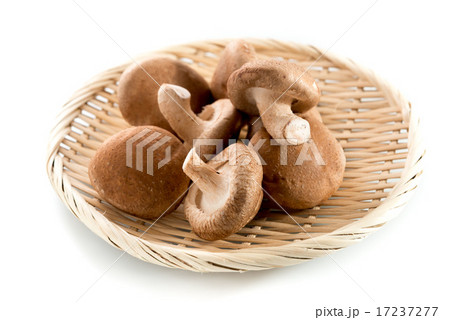 生椎茸 17237277