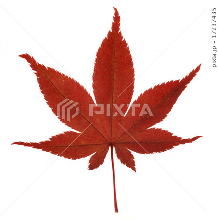 紅葉 紅葉 17237435