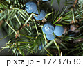 Berries of juniper. Shallow depth of field 17237630