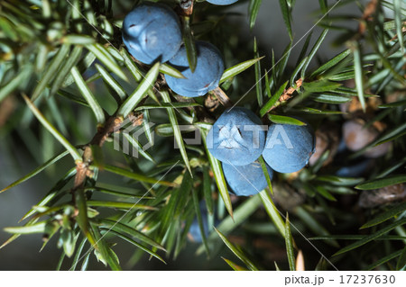 Berries of juniper. Shallow depth of field 17237630