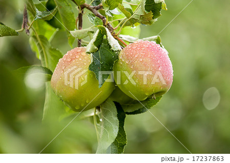 Tasty ripe apple (Malus domestica) 17237863