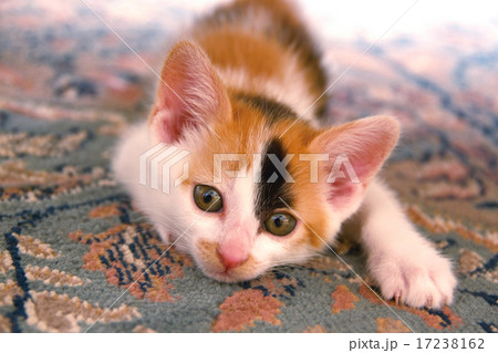 三毛仔猫 17238162
