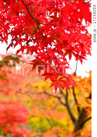 紅葉 紅葉 17238269