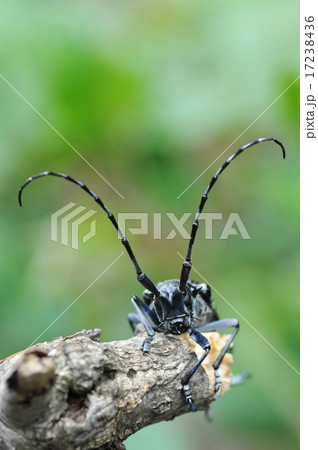 ゴマダラカミキリムシ ゴマダラカミキリムシ 17238436
