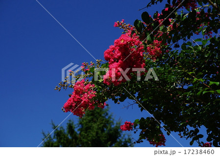 サルスベリの花 サルスベリの花 17238460