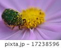 秋のカナブン 17238596