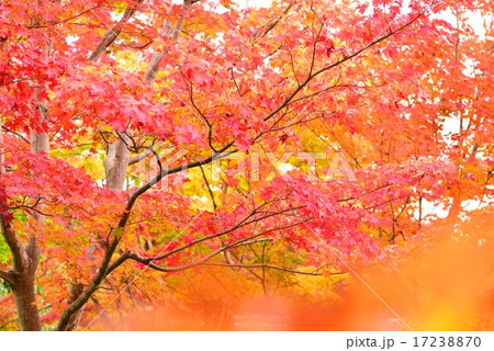 紅葉 17238870