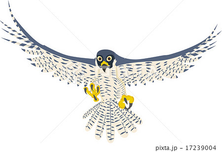 隼のイラスト素材