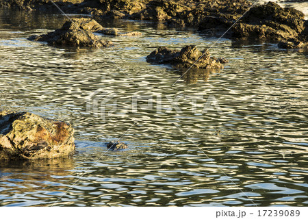 磯 渚 朝 水面 水揺らぐ 海水 岩 水面 江見大夫崎 鴨川市の写真素材