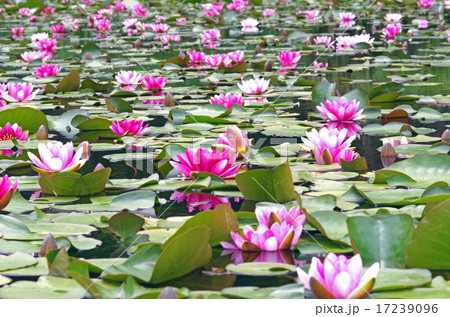 北広島町八幡の水蓮畑のスイレンの花の写真素材