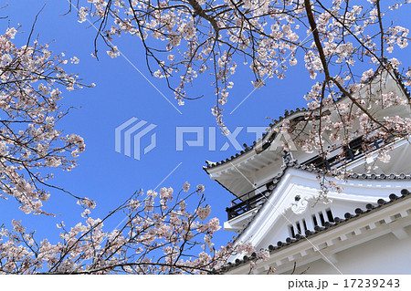 館山城と桜 17239243