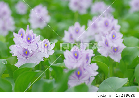 ホテイアオイ 17239639