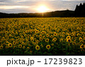 夕焼けの向日葵畑 17239823