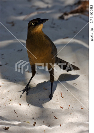front of sparrow whit gold 17240692