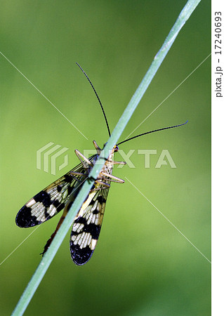front of wild fly Mecoptera 17240693