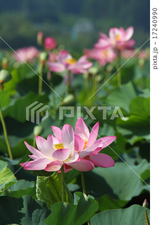 満開の伊豆沼の蓮の花 満開の伊豆沼の蓮の花 17240990