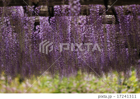 藤の花 藤の花 17241311