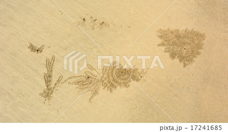 Crabs holes on beach sand 17241685