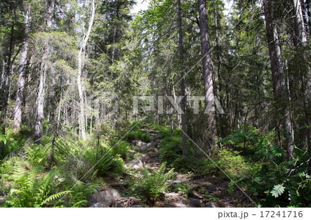 Skuleskogen National Park, Hoega Kusten, Sweden Skuleskogen National Park, Hoega Kusten, Sweden 17241716