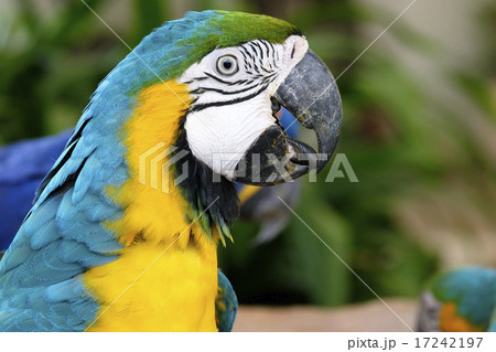 Portrait of blue and gold macaw parrot 17242197