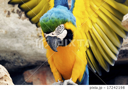Portrait of blue and gold macaw parrot 17242198