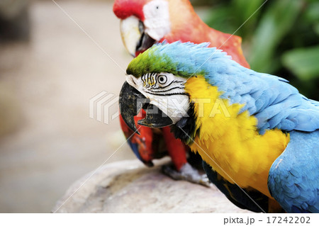 Portrait of blue and gold macaw parrot 17242202