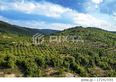 hazelnut trees grove in Prades Mountains, Spain 17242593