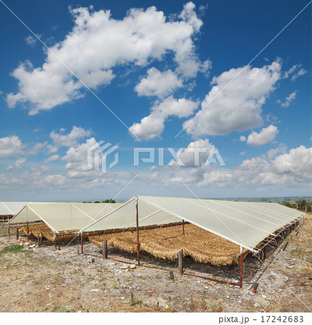 Tobacco drying on traditional way 17242683
