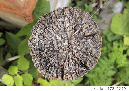 Stump sectional 17243290