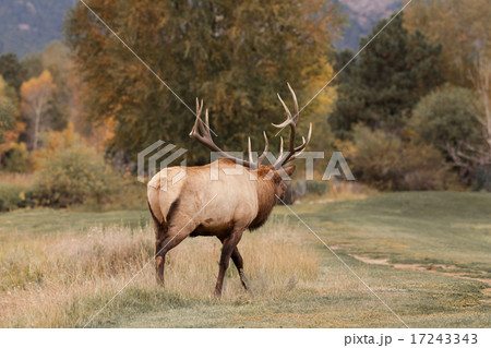 Rutting Bull Elk Bugling 17243343