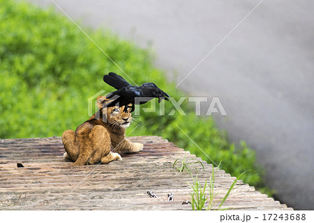 餌を狙うカラスを睨む赤ちゃんライオンの写真素材