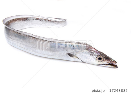 タチウオ 17243885