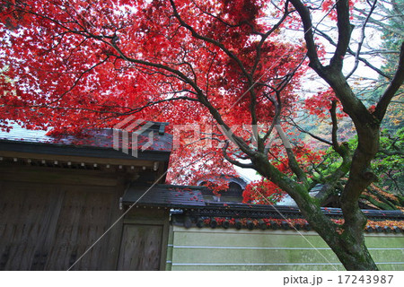 根香寺の紅葉 根香寺の紅葉 17243987