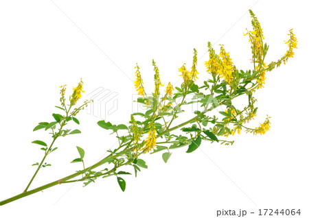 Medicinal plant 17244064