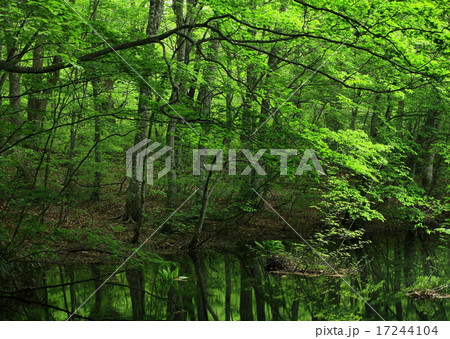 青森県十和田　夏の蔦沼 17244104