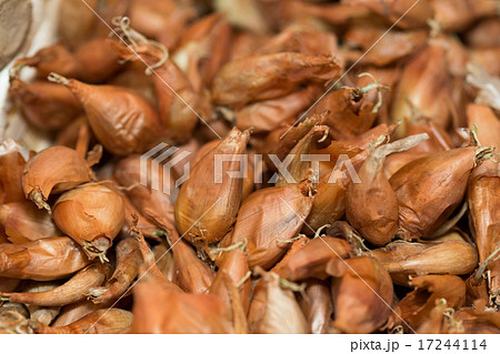 ネギの球根 ネギの球根 17244114