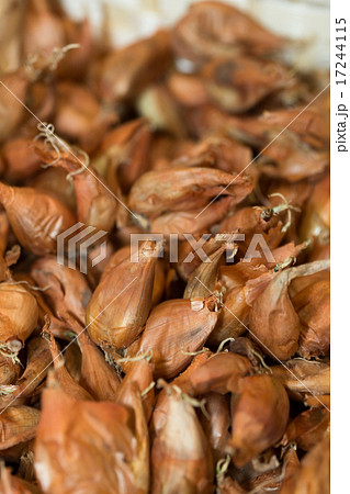 ネギの球根　 17244115