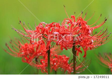 燃える秋 燃える秋 17249011