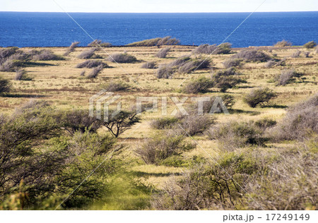 サウスポイント、ハワイ島-5 サウスポイント、ハワイ島-5 17249149