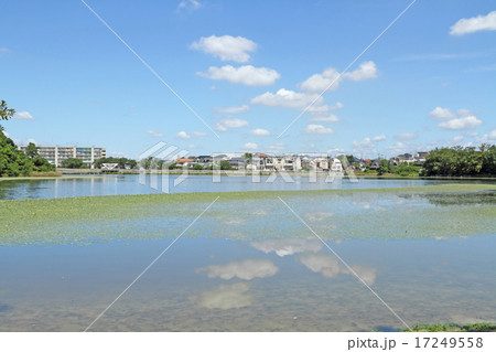 池に映る夏空 17249558