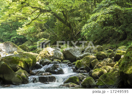 森の中を流れる菊池渓谷の清流 17249595