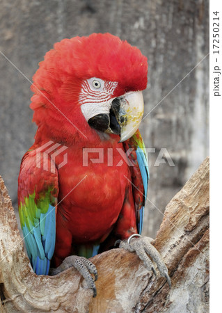 green-winged macaw standing on the wood green-winged macaw standing on the wood 17250214