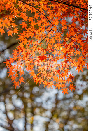 紅葉した楓 国営武蔵丘陵森林公園 紅葉した楓 国営武蔵丘陵森林公園 17250596